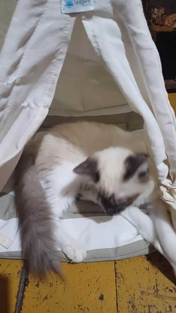 Gato ra a Siamês idade 2 a 6 meses nome Siamesa Peluda adocao