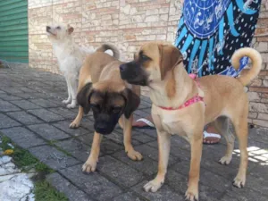 Cachorro raça SRD-ViraLata idade 2 a 6 meses nome  buldogue misturado