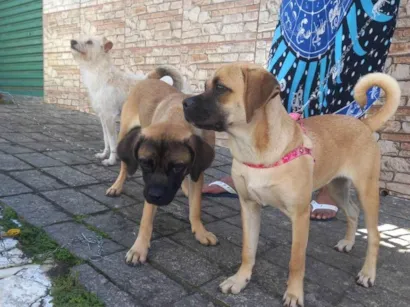 Cachorro raça SRD-ViraLata idade 2 a 6 meses nome  buldogue misturado