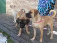 buldogue misturado