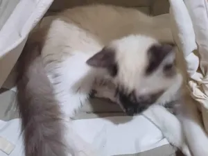 Gato raça Siamês idade 2 a 6 meses nome Siamesa Peluda adocao