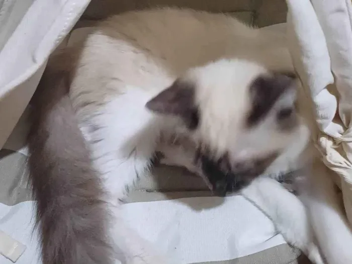 Gato ra a Siamês idade 2 a 6 meses nome Siamesa Peluda adocao