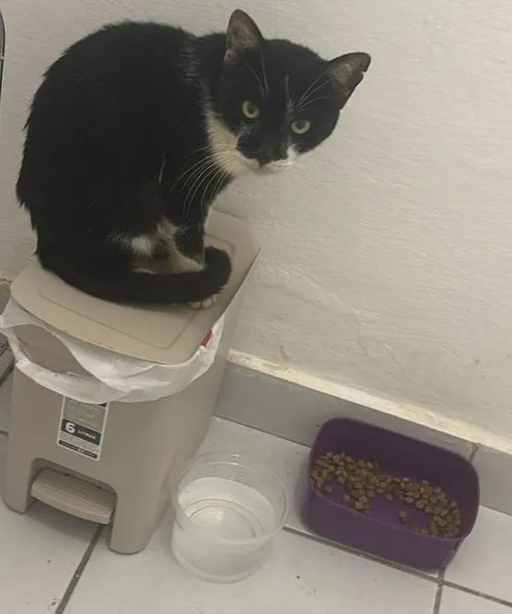 Gato ra a SRD-ViraLata idade 4 anos nome Frajola