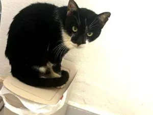 Gato raça SRD-ViraLata idade 4 anos nome Frajola