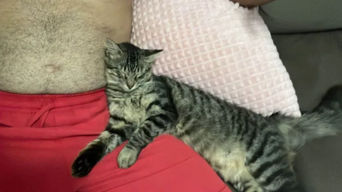 Gato ra a SRD-ViraLata idade 7 a 11 meses nome Bolota