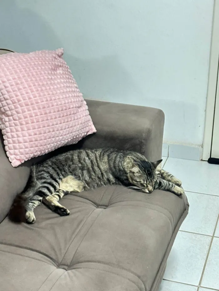 Gato ra a SRD-ViraLata idade 7 a 11 meses nome Bolota