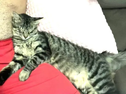 Gato raça SRD-ViraLata idade 7 a 11 meses nome Bolota