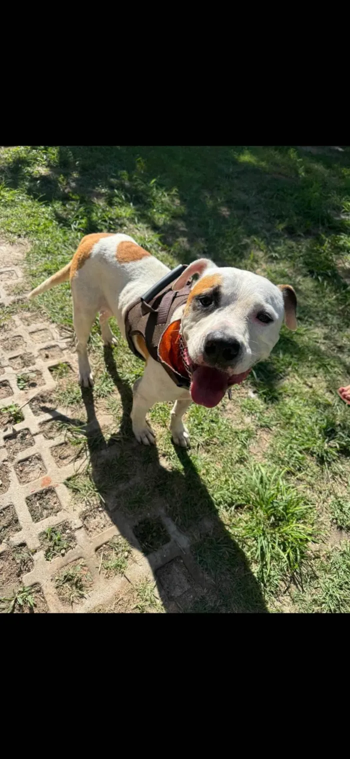 Cachorro ra a Pit-Bull idade 1 ano nome Brad
