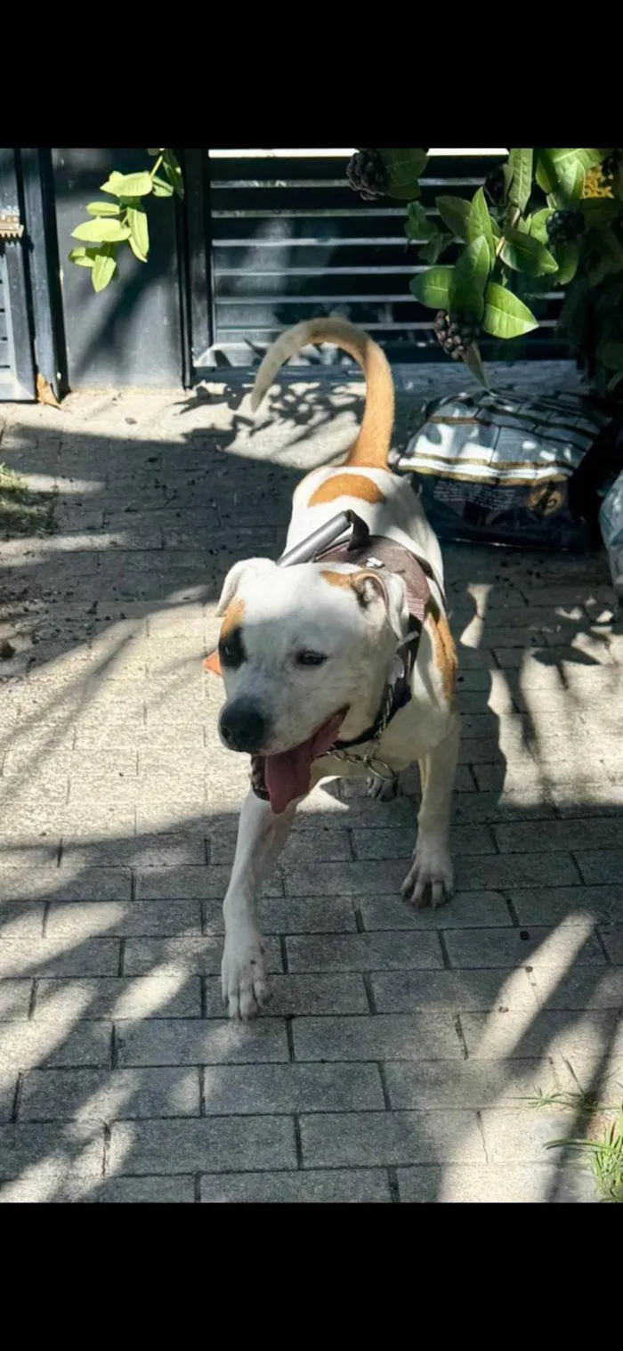 Cachorro ra a Pit-Bull idade 1 ano nome Brad