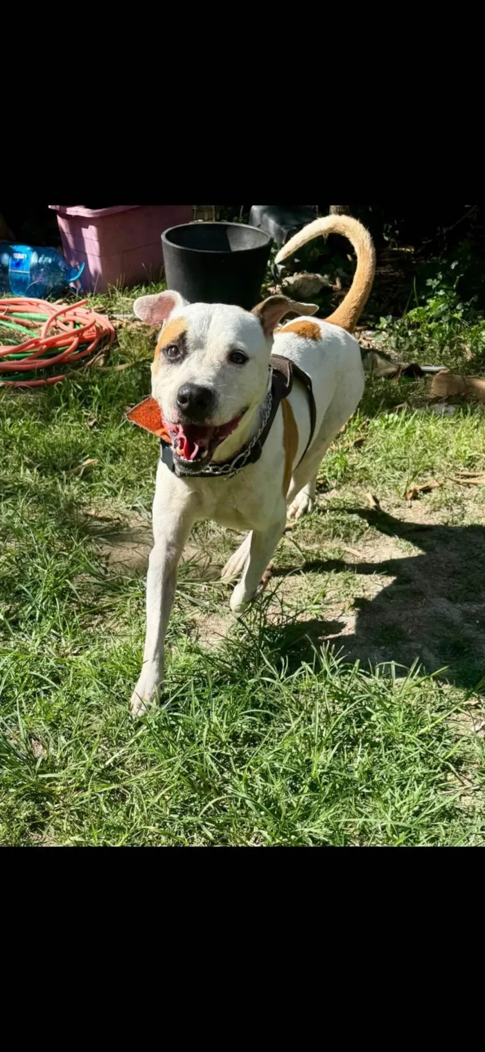 Cachorro ra a Pit-Bull idade 1 ano nome Brad