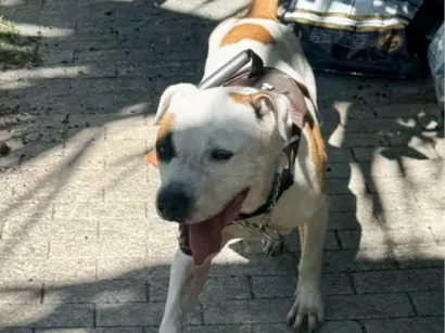 Cachorro raça Pit-Bull idade 1 ano nome Brad