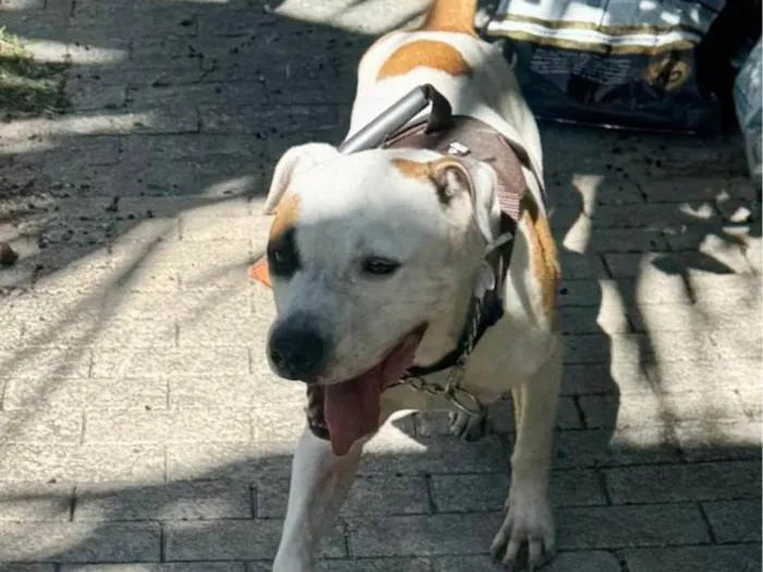 Cachorro ra a Pit-Bull idade 1 ano nome Brad