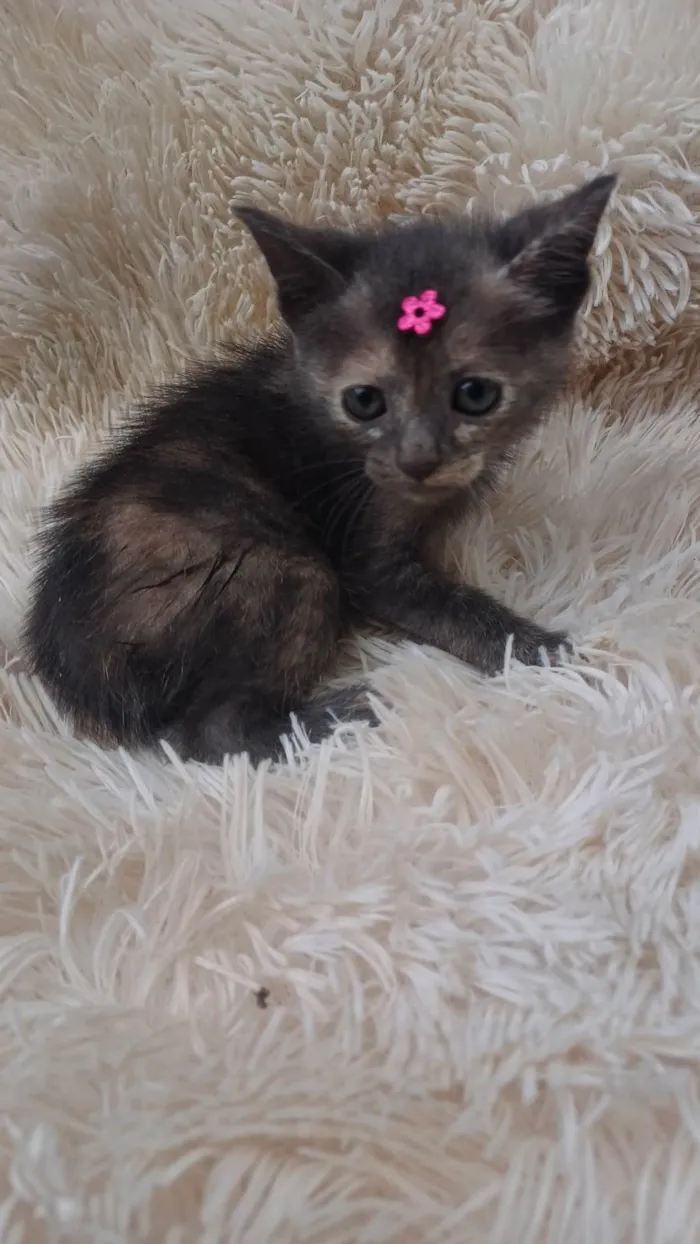 Gato ra a SRD-ViraLata idade Abaixo de 2 meses nome Bebê cinza adocao