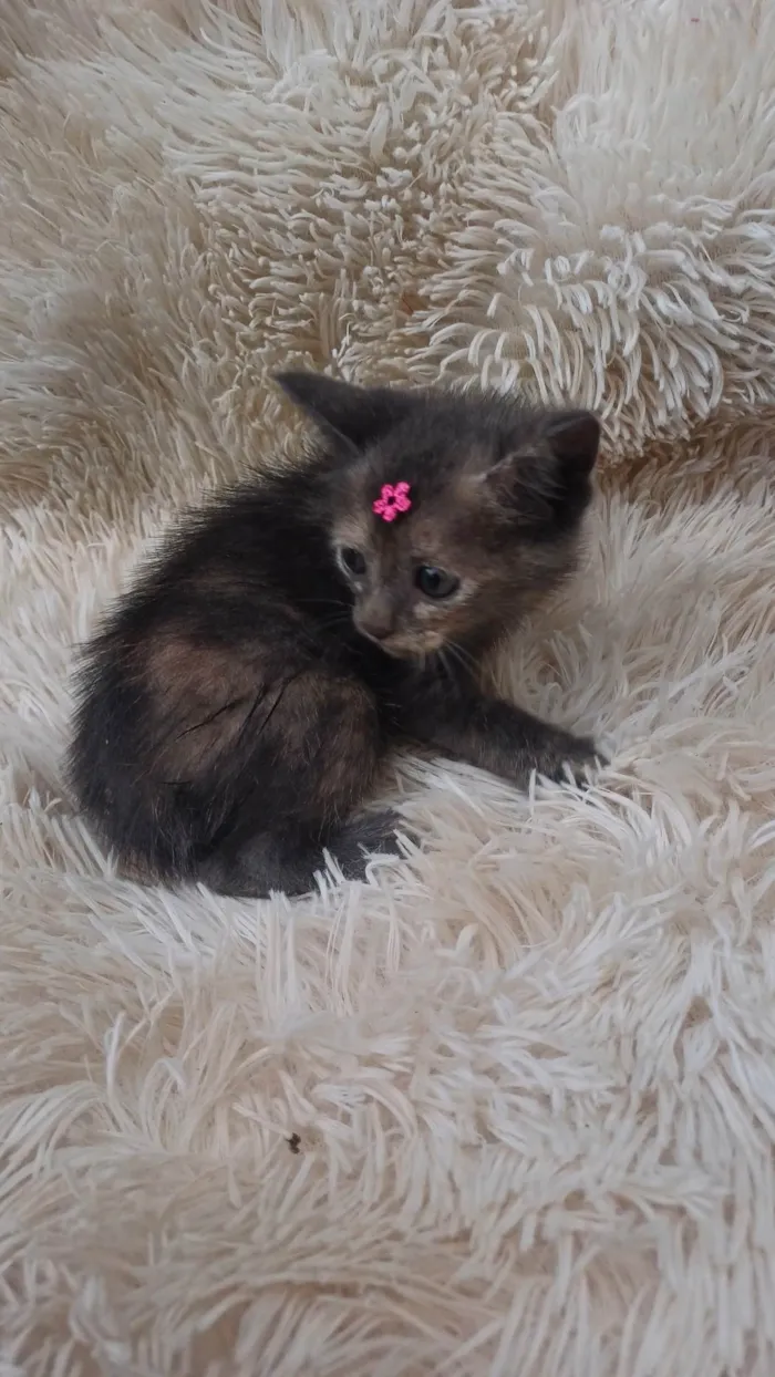 Gato ra a SRD-ViraLata idade Abaixo de 2 meses nome Bebê cinza adocao