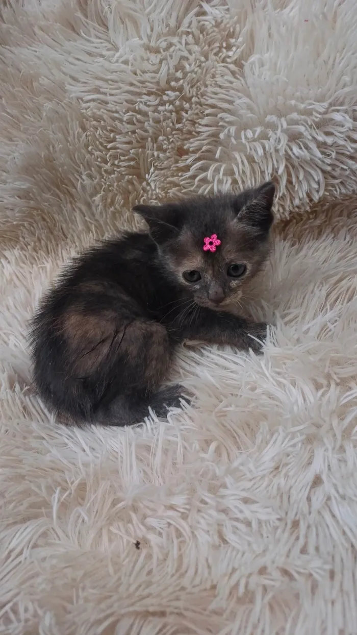 Gato ra a SRD-ViraLata idade Abaixo de 2 meses nome Bebê cinza adocao