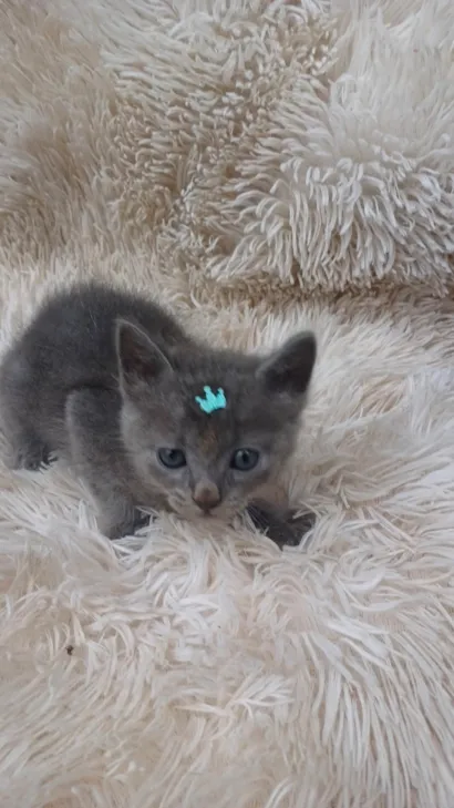 Gato raça Exótico idade Abaixo de 2 meses nome Russo azul adocao