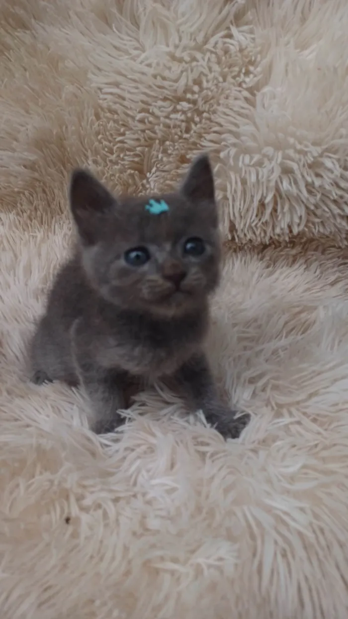 Gato ra a Exótico idade Abaixo de 2 meses nome Russo azul adocao