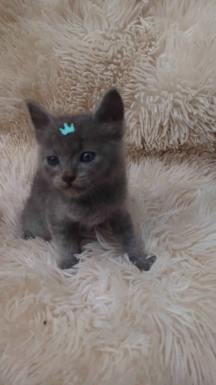 Gato ra a Exótico idade Abaixo de 2 meses nome Russo azul adocao