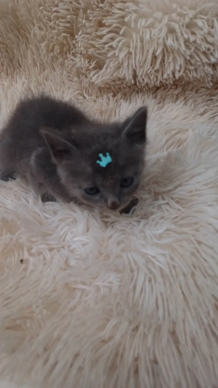 Gato ra a Exótico idade Abaixo de 2 meses nome Russo azul adocao