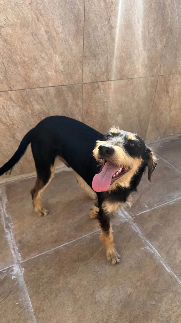 Cachorro ra a SRD-ViraLata idade 1 ano nome Barbudinho