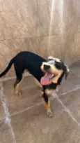 Barbudinho