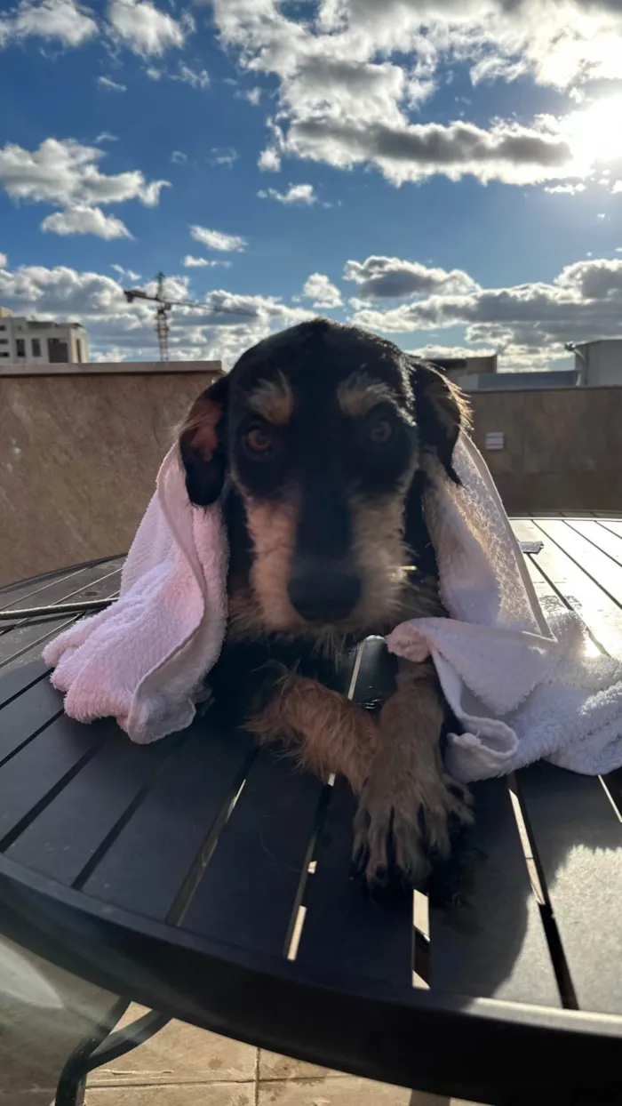 Cachorro ra a SRD-ViraLata idade 1 ano nome Barbudinho