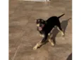 Barbudinho