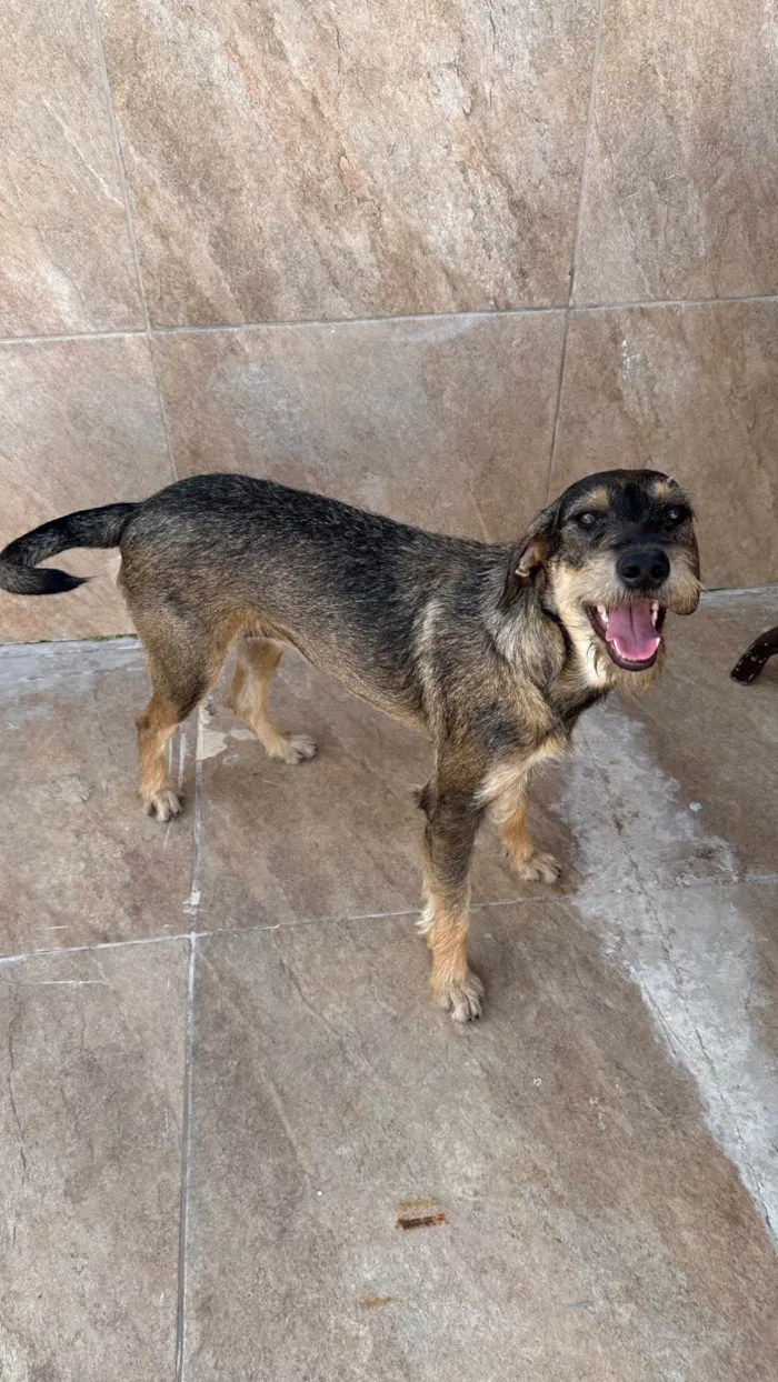 Cachorro ra a SRD-ViraLata idade 1 ano nome Barbudinha 