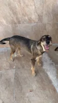 Barbudinha