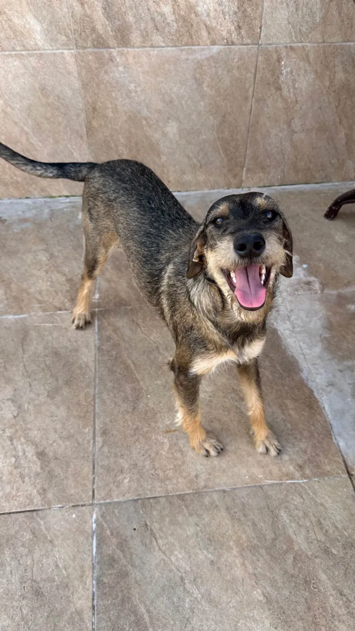 Cachorro ra a SRD-ViraLata idade 1 ano nome Barbudinha 