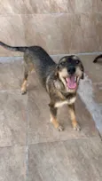 Barbudinha