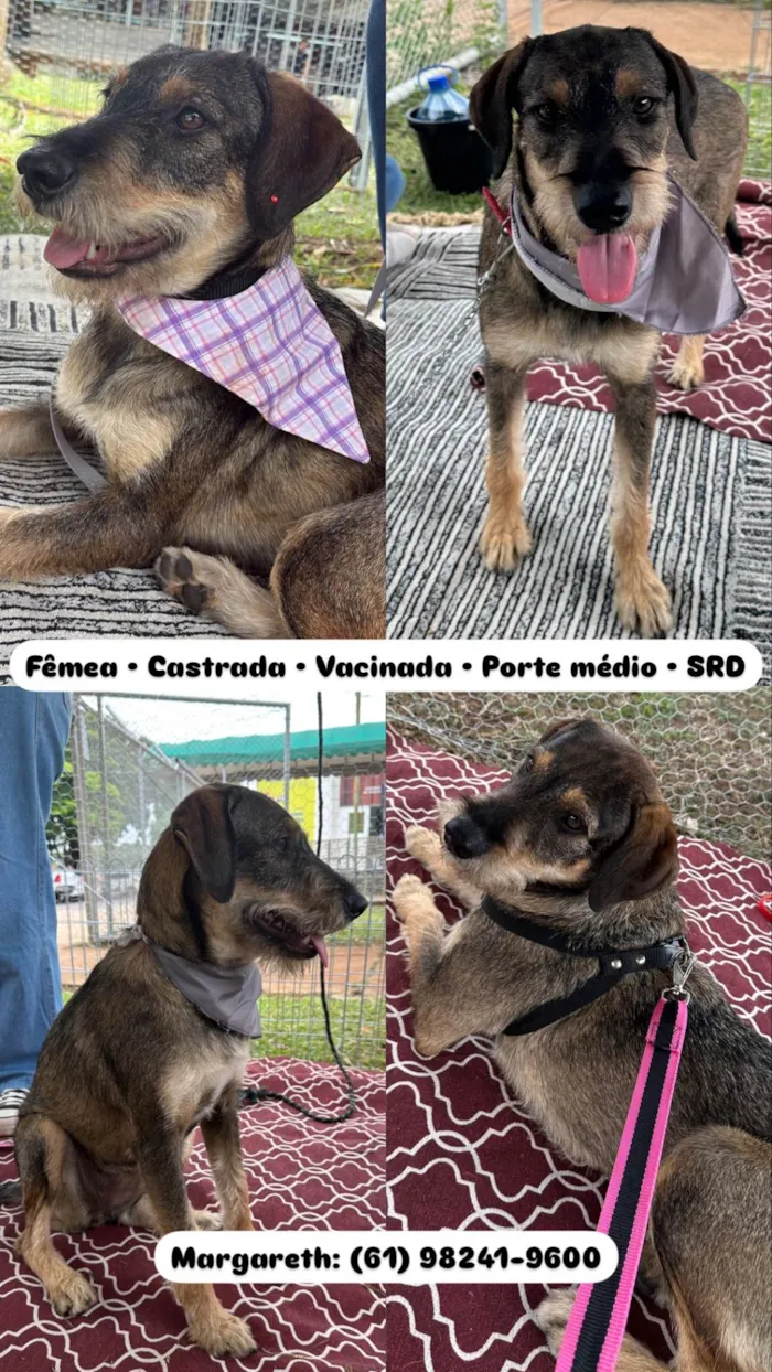 Cachorro ra a SRD-ViraLata idade 1 ano nome Barbudinha 