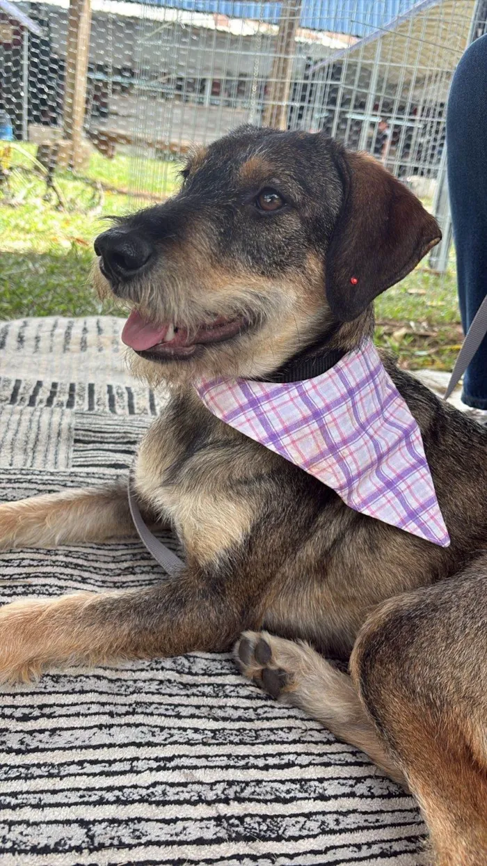 Cachorro ra a SRD-ViraLata idade 1 ano nome Barbudinha 