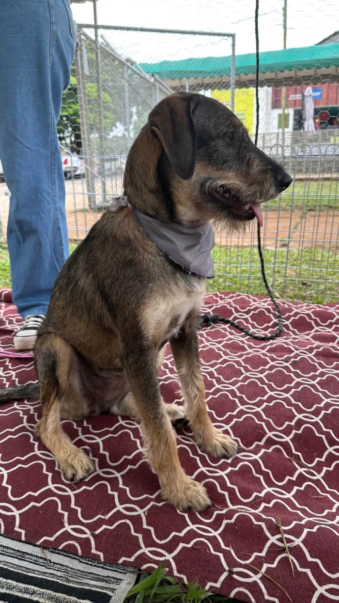 Cachorro ra a SRD-ViraLata idade 1 ano nome Barbudinha 