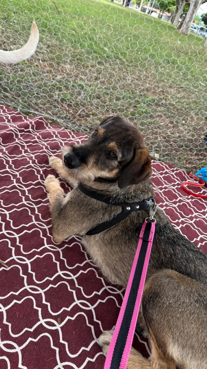 Cachorro ra a SRD-ViraLata idade 1 ano nome Barbudinha 