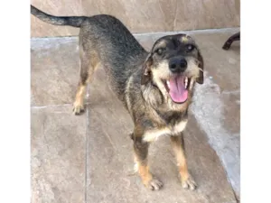 Cachorro raça SRD-ViraLata idade 1 ano nome Barbudinha 