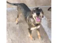 Barbudinha