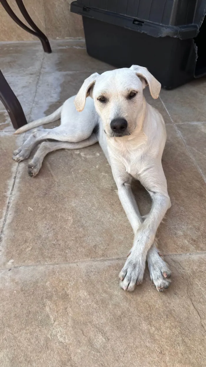 Cachorro ra a SRD-ViraLata idade 1 ano nome Maria Rita