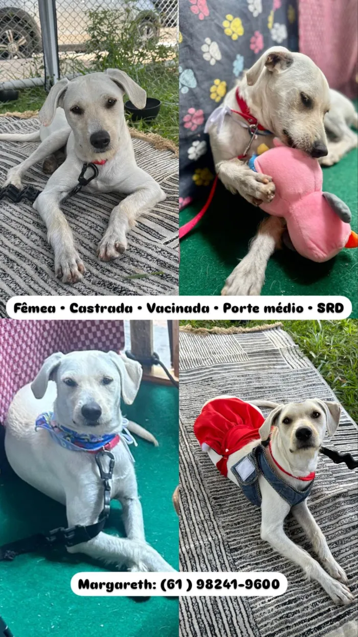 Cachorro ra a SRD-ViraLata idade 1 ano nome Maria Rita