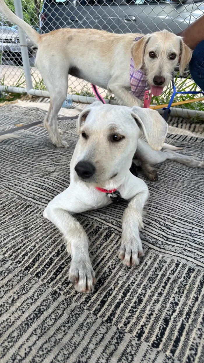 Cachorro ra a SRD-ViraLata idade 1 ano nome Maria Rita