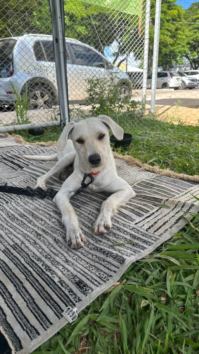 Cachorro ra a SRD-ViraLata idade 1 ano nome Maria Rita