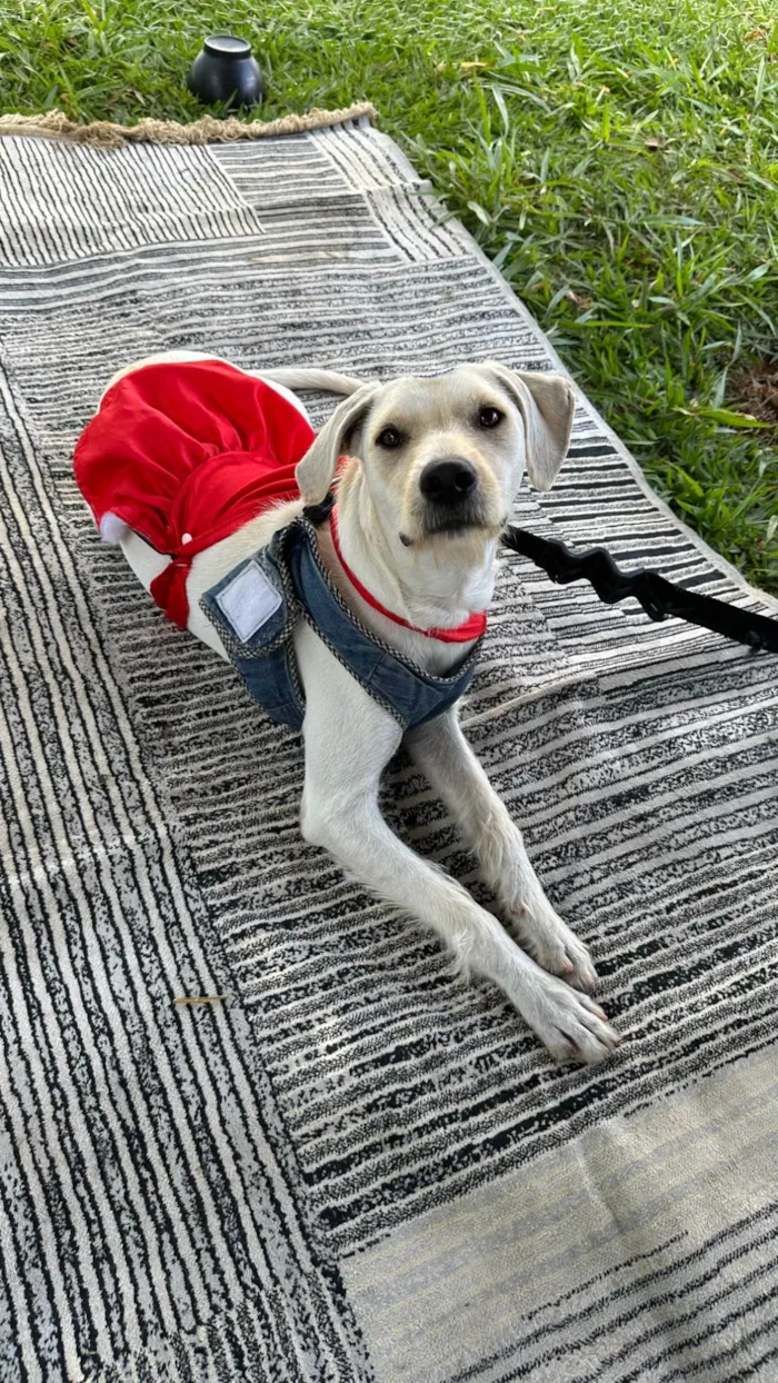 Cachorro ra a SRD-ViraLata idade 1 ano nome Maria Rita