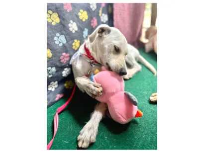 Cachorro raça SRD-ViraLata idade 1 ano nome Maria Rita
