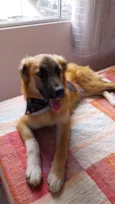 Adote o Caramelo