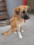 Adote o Caramelo
