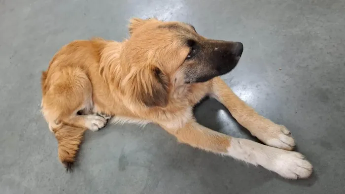 Cachorro ra a SRD-ViraLata idade 7 a 11 meses nome Adote o Caramelo