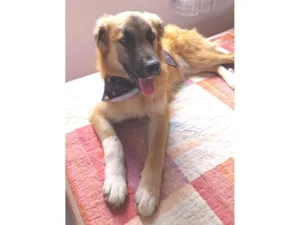 Cachorro raça SRD-ViraLata idade 7 a 11 meses nome Adote o Caramelo