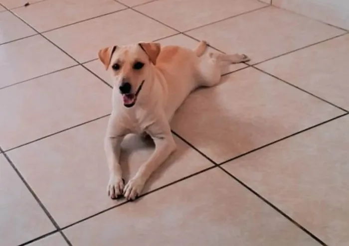 Cachorro ra a SRD-ViraLata idade 2 a 6 meses nome Luna
