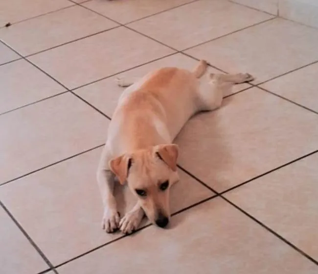 Cachorro ra a SRD-ViraLata idade 2 a 6 meses nome Luna