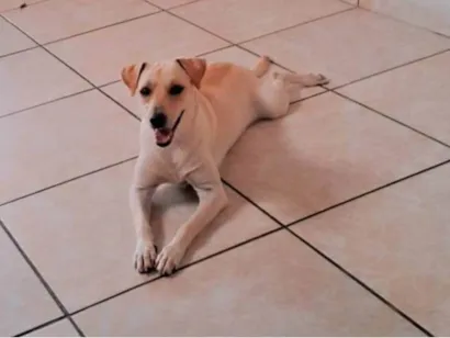 Cachorro raça SRD-ViraLata idade 2 a 6 meses nome Luna